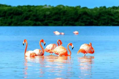 Flamants roses à Rio Lagartos dans l'Etat du Yucatan au Mexique
