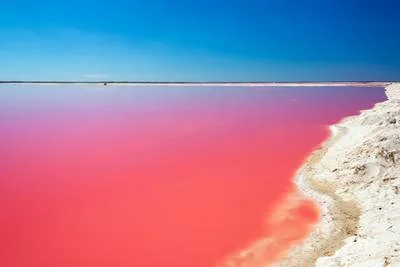 Eau rose de las Coloradas au Mexique dans l'Etat du Yucatan