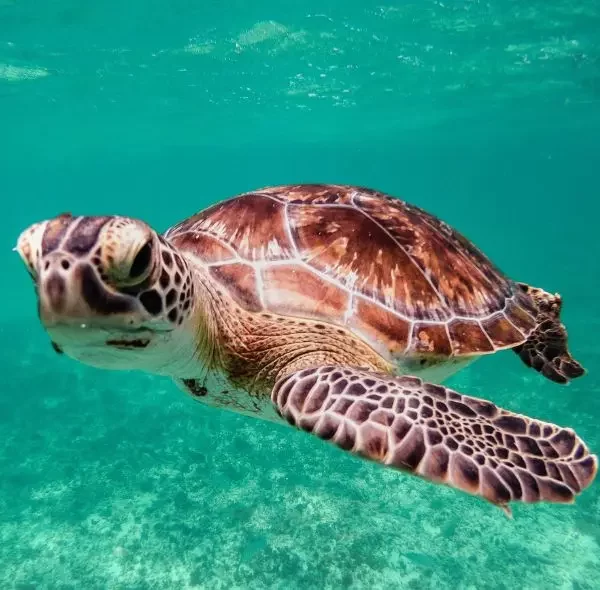 Magnifique tortue marine dans les eaux d'Akumal