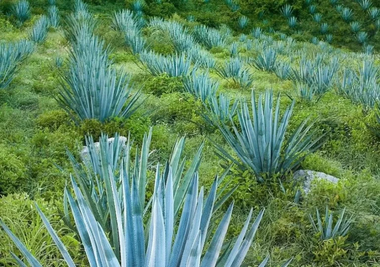 Vue captivante d'un agave, plante essentielle à la création du mezcal au Mexique, reflétant la splendeur de la nature et l'héritage artisanal de cette boisson emblématique