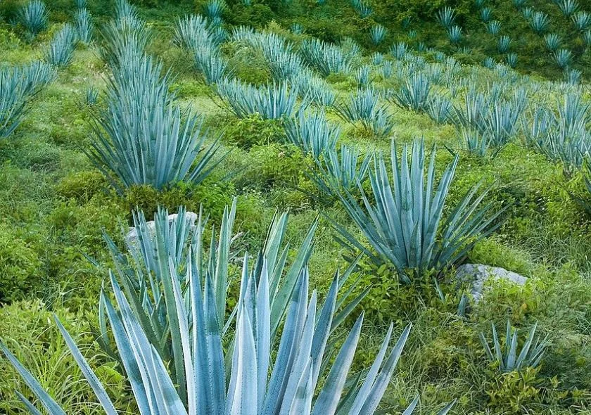 Vue captivante d'un agave, plante essentielle à la création du mezcal au Mexique, reflétant la splendeur de la nature et l'héritage artisanal de cette boisson emblématique