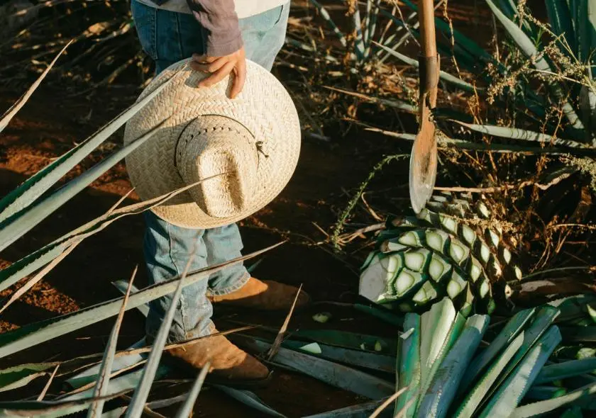 Homme coupant les agaves pour commencer le processus de création de mezcal artisanal, illustrant le travail méticuleux et traditionnel derrière cette boisson emblématique du Mexique