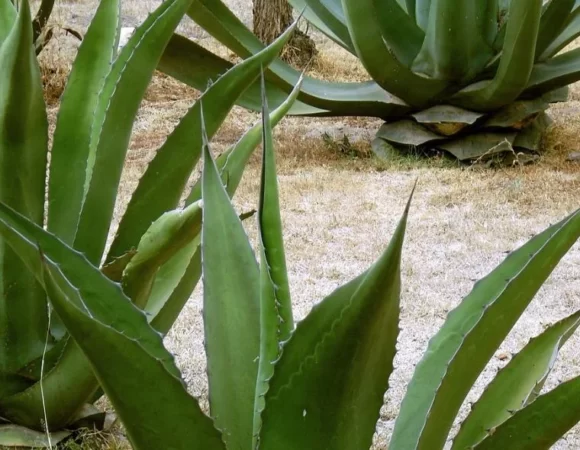 Photographie d'un majestueux agave, plante emblématique au cœur de la tradition de production du mezcal au Mexique, symbole de la richesse naturelle et culturelle de la région