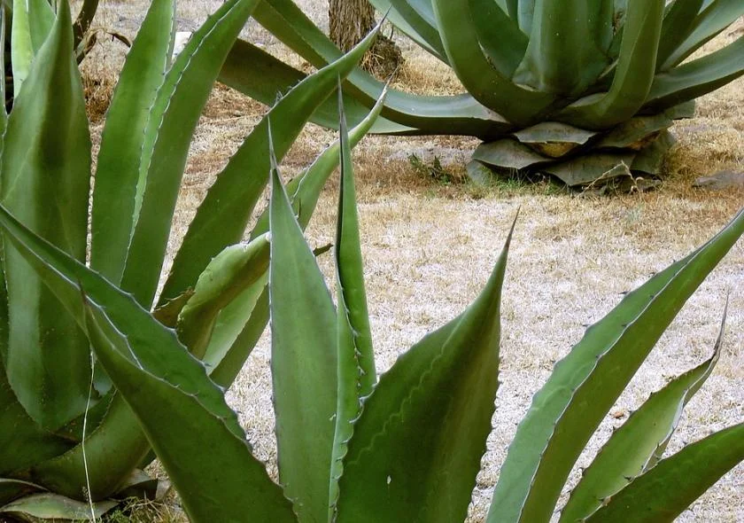 Photographie d'un majestueux agave, plante emblématique au cœur de la tradition de production du mezcal au Mexique, symbole de la richesse naturelle et culturelle de la région