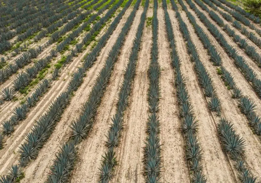 Vue impressionnante d'un champ étendu de plantes d'agave, symbole de l'abondance et de la vitalité de cette plante emblématique dans la production de mezcal au Mexique