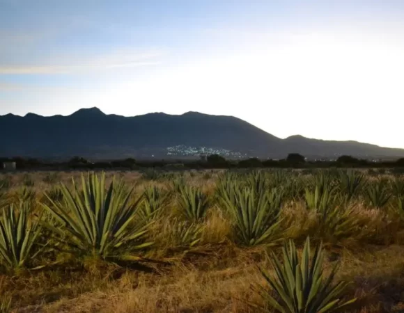 Panorama inspirant d'un vaste champ d'agaves, représentant la richesse de la culture et de la tradition du mezcal au Mexique, où les plantes d'agave prospèrent en abondance