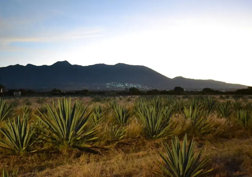 Panorama inspirant d'un vaste champ d'agaves, représentant la richesse de la culture et de la tradition du mezcal au Mexique, où les plantes d'agave prospèrent en abondance