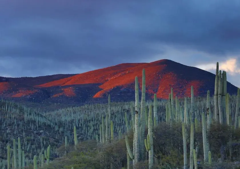Paysage spectaculaire de la biosphère de Tehuacán, réputée pour sa richesse en biodiversité et son rôle crucial dans la culture et la production d'agave pour le mezcal