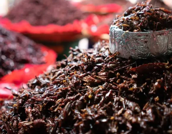 Chapulines
