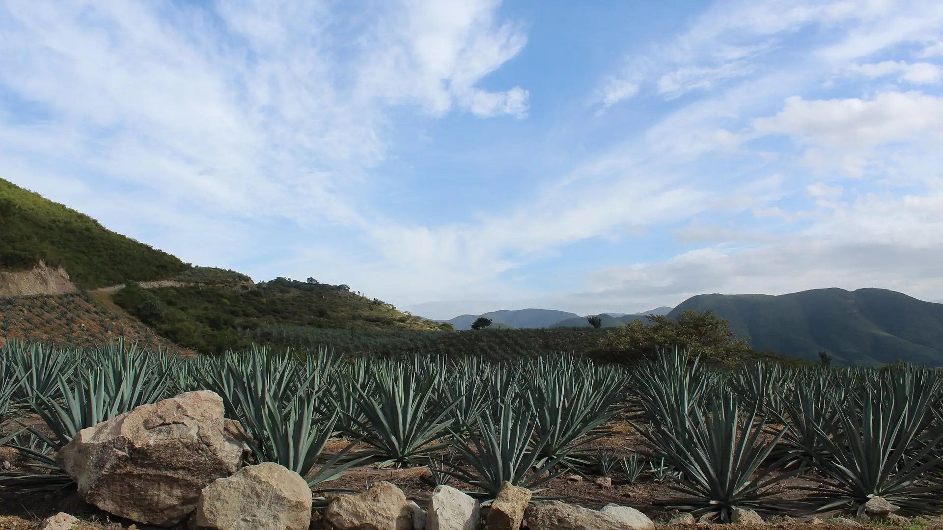 Oaxaca agave montagne