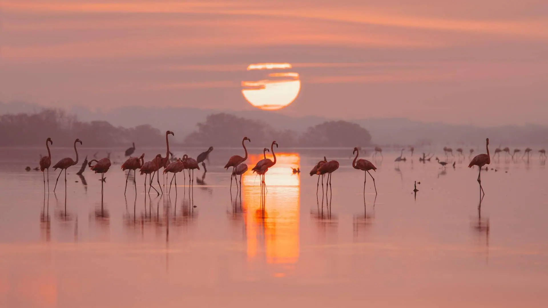 yucatan flamants roses celestun