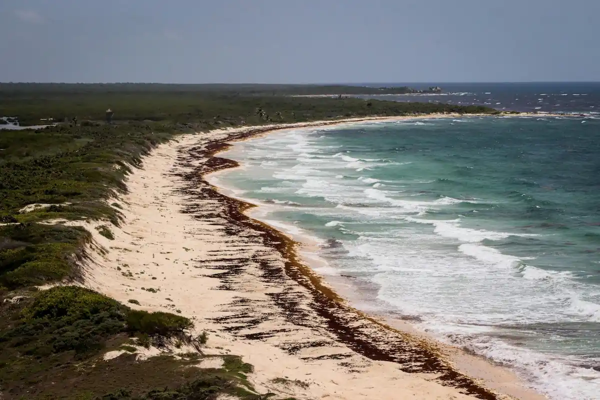 Vue aérienne d'une plage des Caraïbes mexicaines montrant une bordure d'algues sargasses marron le long du littoral.