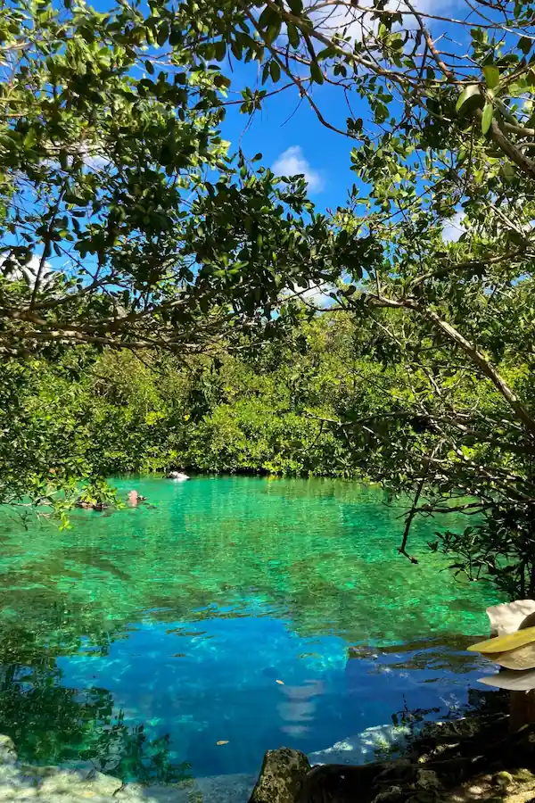 Plan d'eau turquoise d'un cénote naturel entouré d'une végétation tropicale dense et d'arbres.