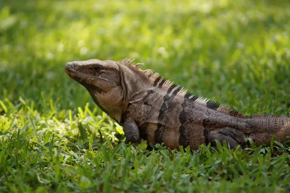 Gros plan d'un iguane sauvage se reposant dans de l'herbe verte dans son habitat naturel au Mexique.