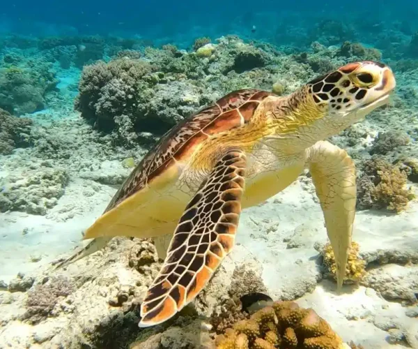 Photo circuit groupe Yucatan - Hola Mexique